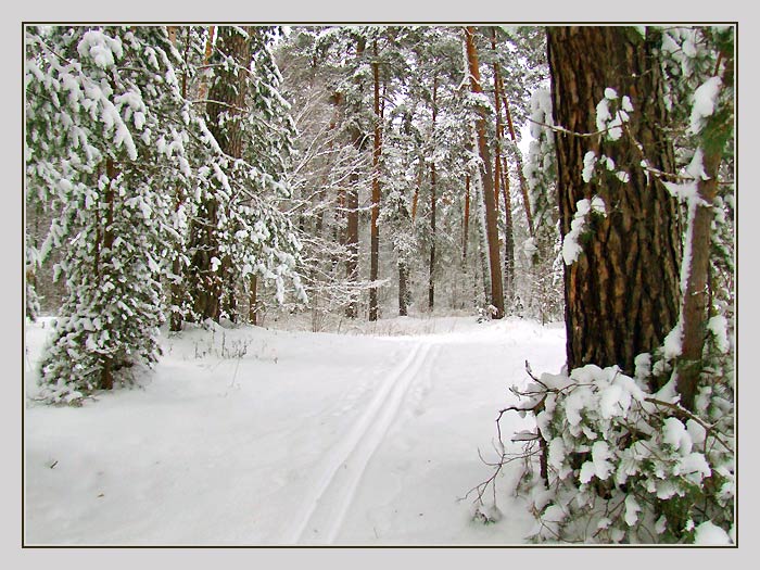 photo "***" tags: landscape, forest, winter