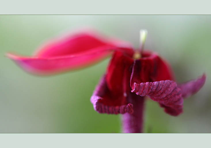 photo "Stay with me" tags: nature, macro and close-up, flowers