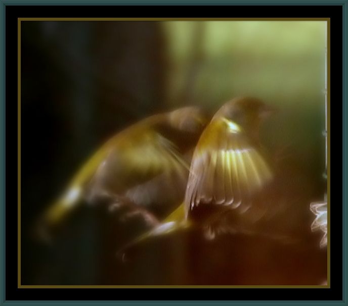 photo "in the beat of a wing" tags: abstract, 