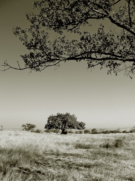 photo "Desert Tree" tags: landscape, autumn, mountains