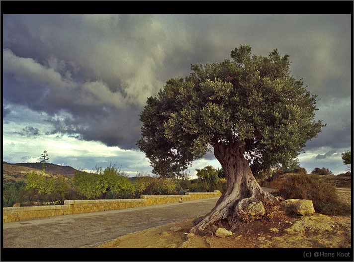 photo "Lonesome olive" tags: landscape, 