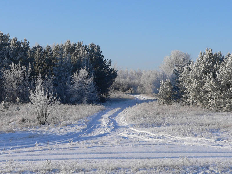 фото "К Деду Морозу за елкой" метки: пейзаж, зима, лес