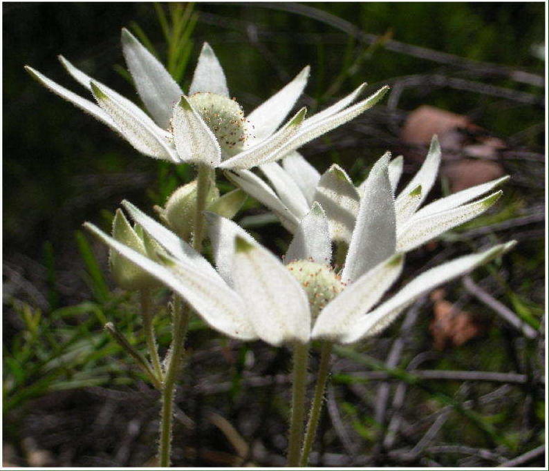 photo "Flannel Flower" tags: nature, flowers