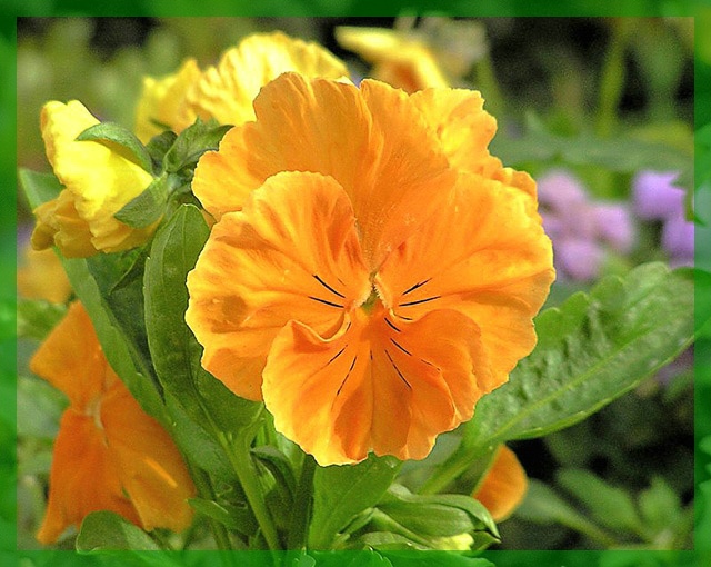 фото "Оранжевые глазки" метки: природа, макро и крупный план, цветы