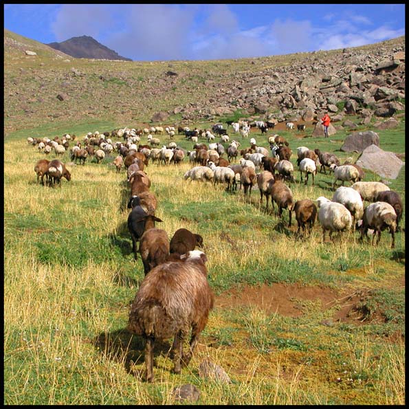 photo "Alpine sheeps" tags: landscape, nature, mountains, pets/farm animals