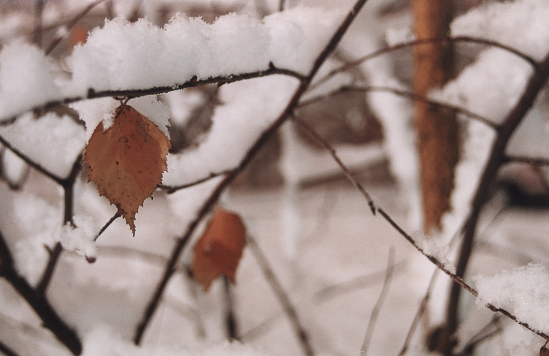 photo "last leaf of birch" tags: nature, 