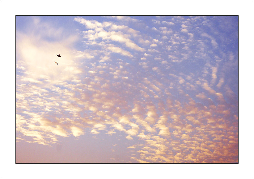 photo "Desire of free flight" tags: landscape, clouds