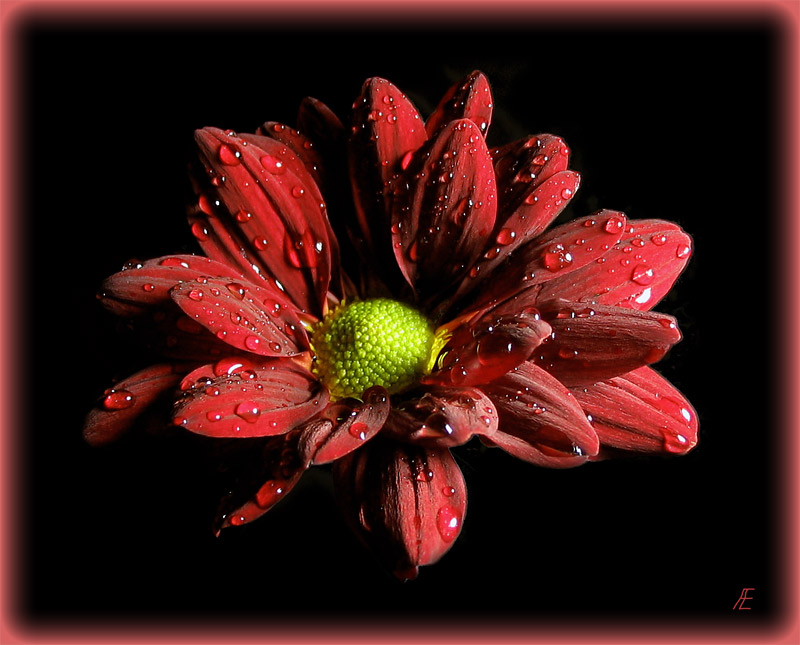 фото "In red" метки: макро и крупный план, природа, цветы