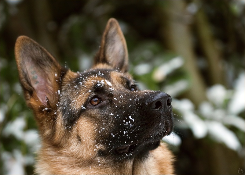 фото "первый в жизни снег !=)" метки: портрет, природа, домашние животные