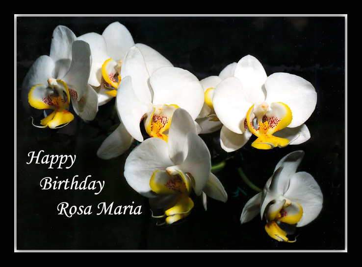 photo "Happy Birthday, Rosa Maria!" tags: still life, 
