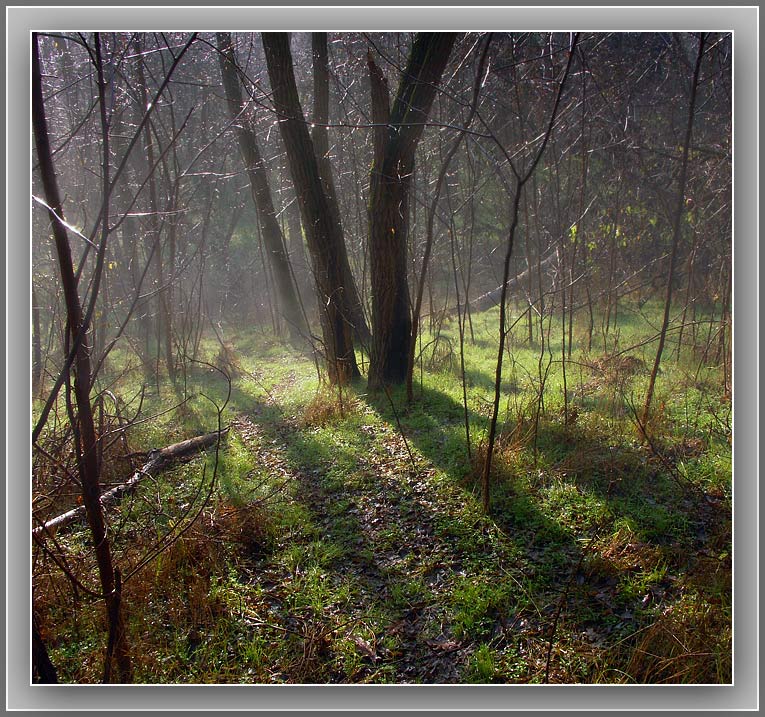 фото "Туманное утро" метки: пейзаж, лес