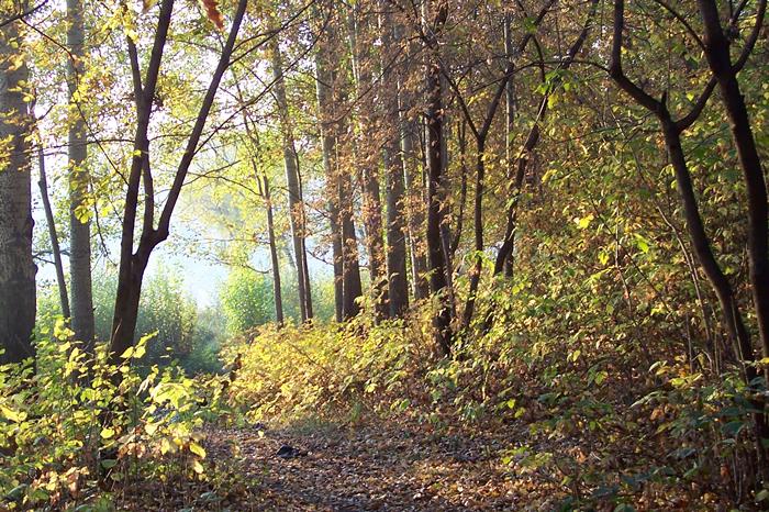 photo "Wood, lake, fog..." tags: landscape, autumn, forest