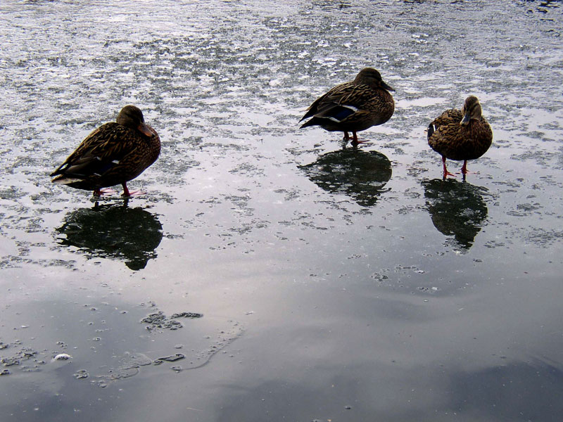 photo "cold day" tags: landscape, nature, pets/farm animals, water