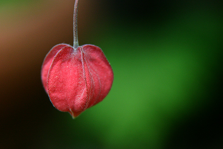 photo "Season's Greetings!" tags: nature, macro and close-up, flowers