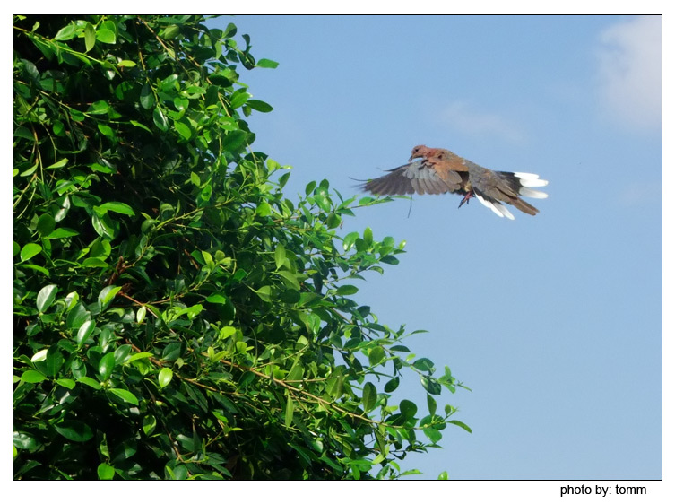 photo "Going home" tags: nature, wild animals