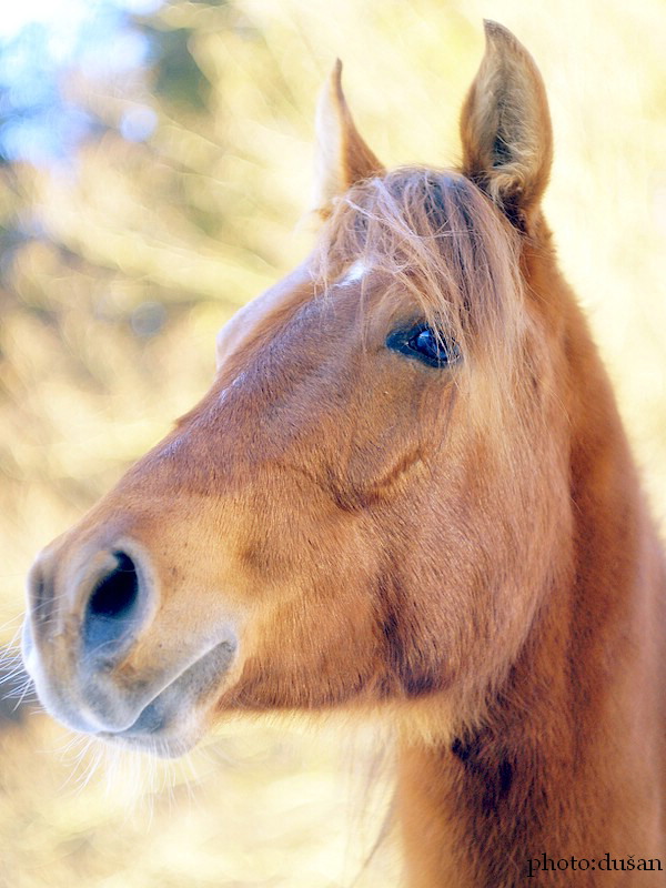 photo "winter day" tags: nature, pets/farm animals