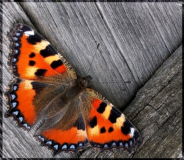фото "бабочка" метки: макро и крупный план, 