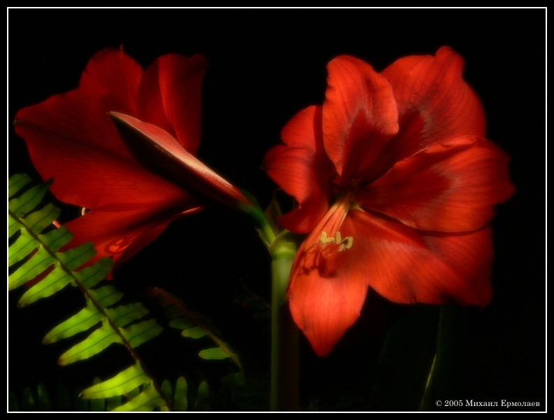 photo "The flower stillife" tags: still life, nature, flowers