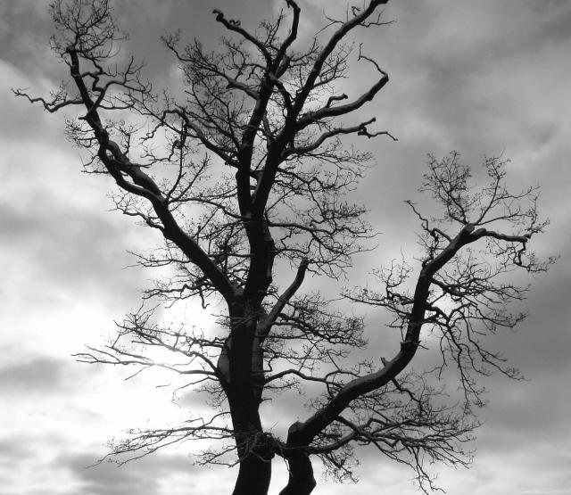 фото "Lightning tree" метки: пейзаж, зима, лес