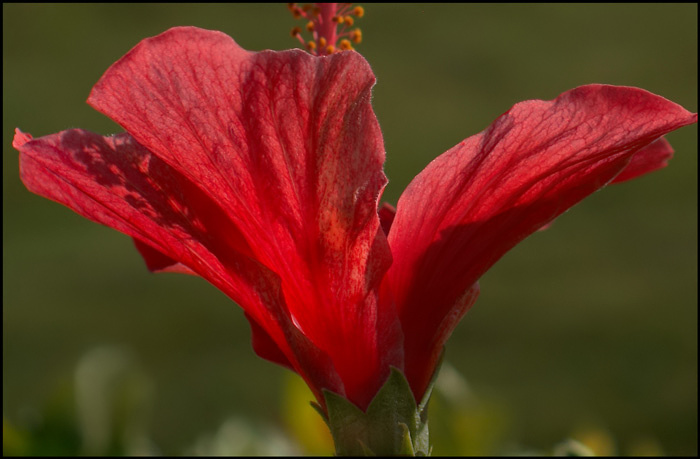 photo "Scarlet floret" tags: nature, flowers