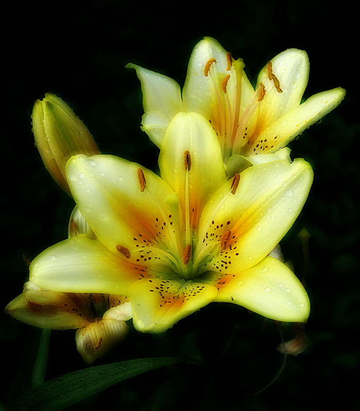 photo "Yellow lily" tags: nature, flowers