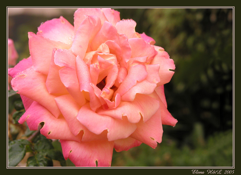 photo "My birthday rose..." tags: nature, macro and close-up, flowers