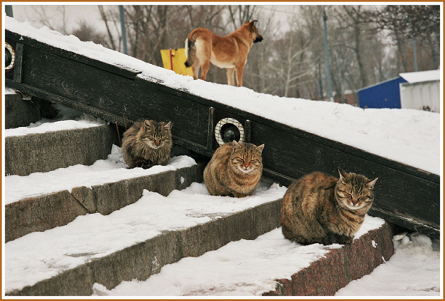 photo "***" tags: humor, nature, pets/farm animals