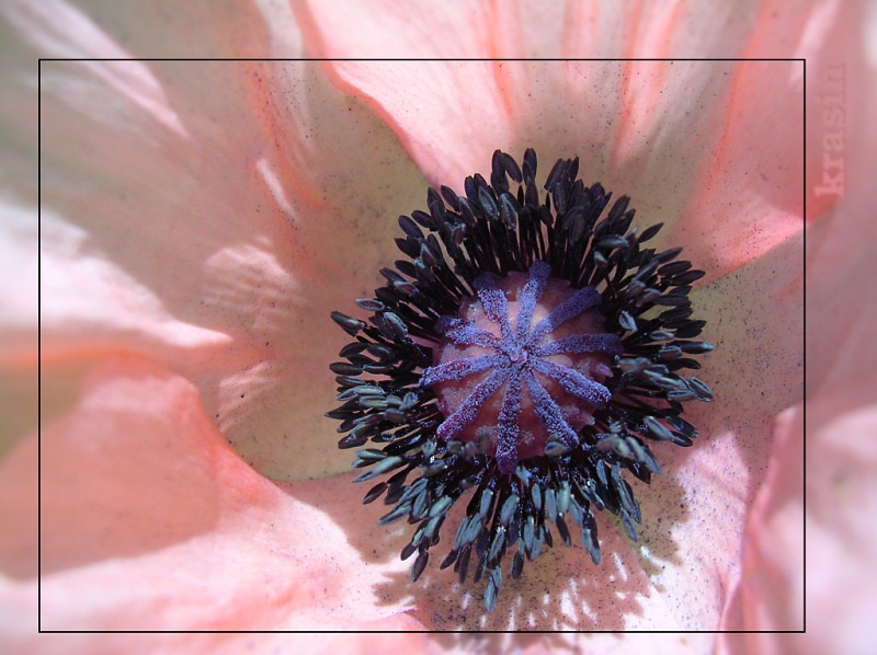 photo "Tenderness" tags: nature, macro and close-up, flowers
