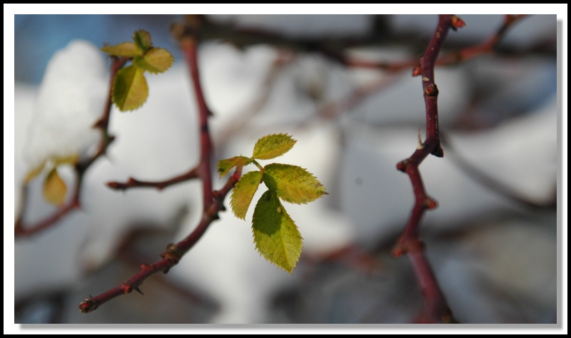 photo "I don't want to die" tags: nature, flowers