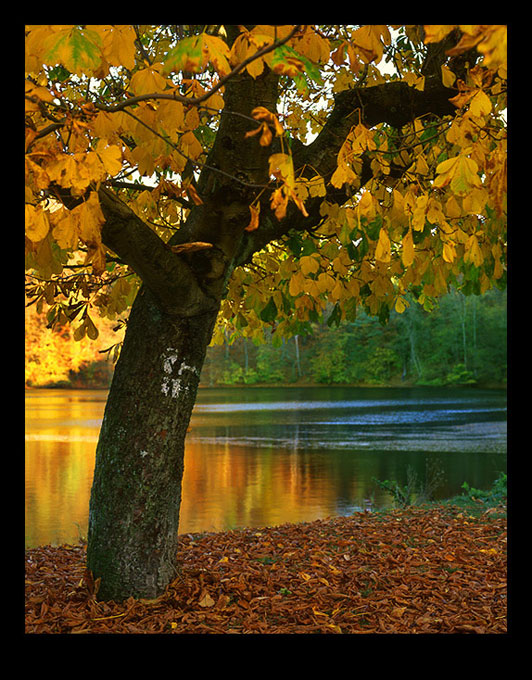 photo "Autumn Tree" tags: landscape, 