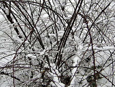 photo "interweaving" tags: landscape, macro and close-up, winter