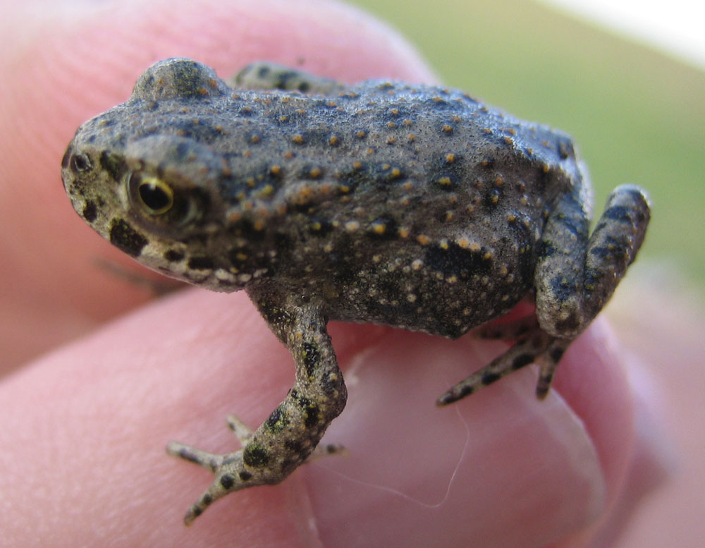 photo "Frog" tags: nature, macro and close-up, wild animals