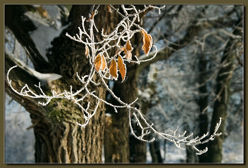 photo "Branch" tags: nature, 