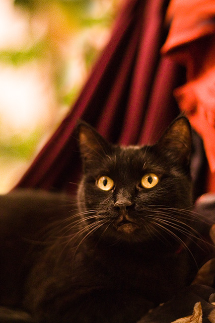 фото "My Cat President" метки: природа, портрет, домашние животные