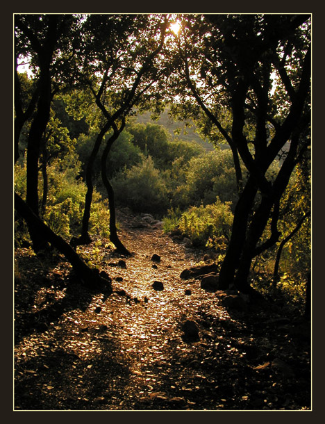 photo "On the gold way..." tags: landscape, forest
