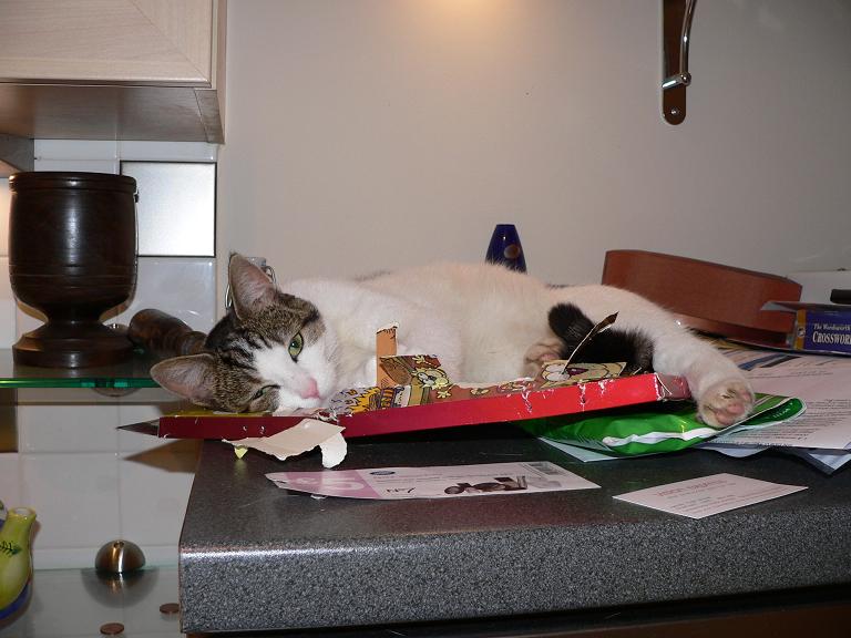 photo "They are my catnips!!!" tags: nature, humor, pets/farm animals