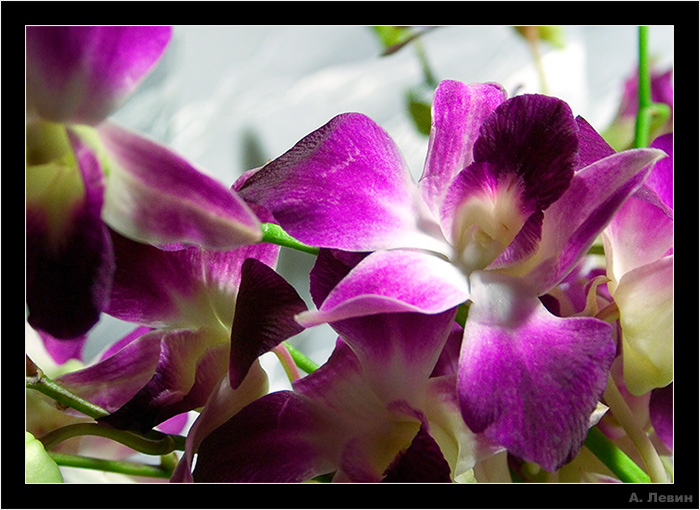 photo "***" tags: nature, still life, flowers