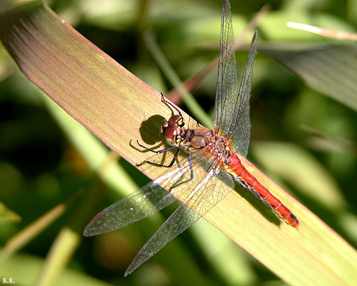 photo "***" tags: nature, insect