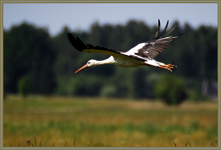 photo "Flight above the field" tags: nature, wild animals