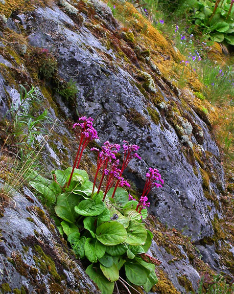 photo "FLOWERS AND ROCKS" tags: nature, flowers