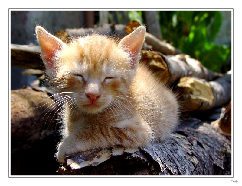 photo "Sweet Dreams" tags: portrait, nature, pets/farm animals