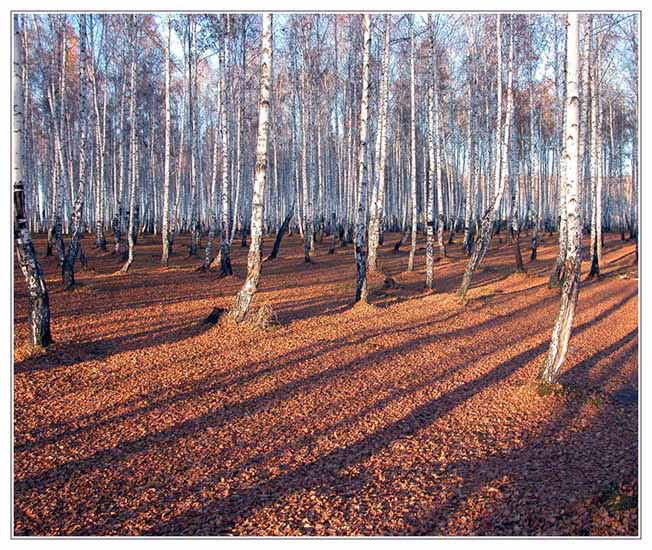 фото "Осенняя геометрия" метки: пейзаж, лес, осень