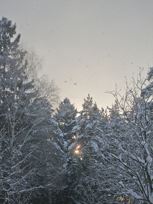 photo "The snow falls..." tags: landscape, forest, winter