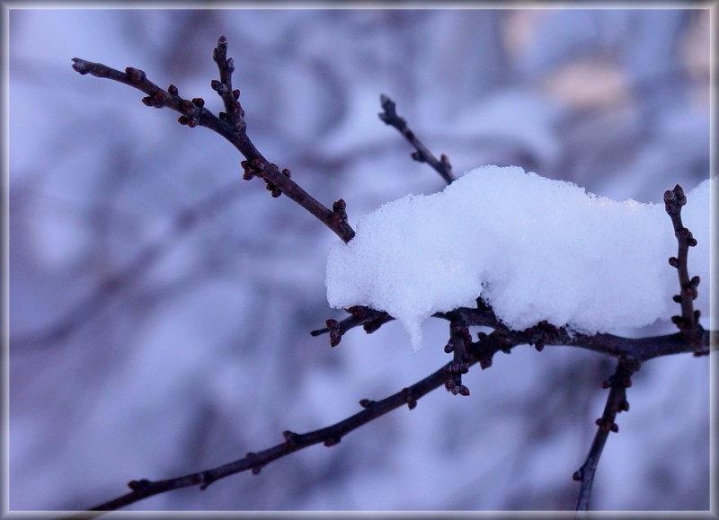 фото "***" метки: пейзаж, природа, зима, цветы