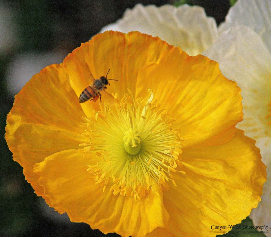 photo "' Last flight before the rains "" tags: nature, flowers, insect