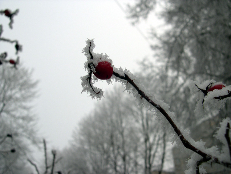photo "Winter" tags: landscape, macro and close-up, winter