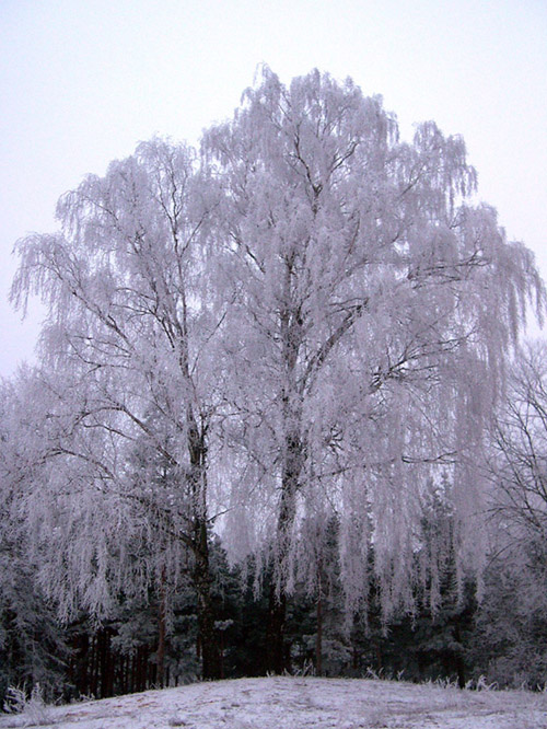 photo "White birch" tags: , 