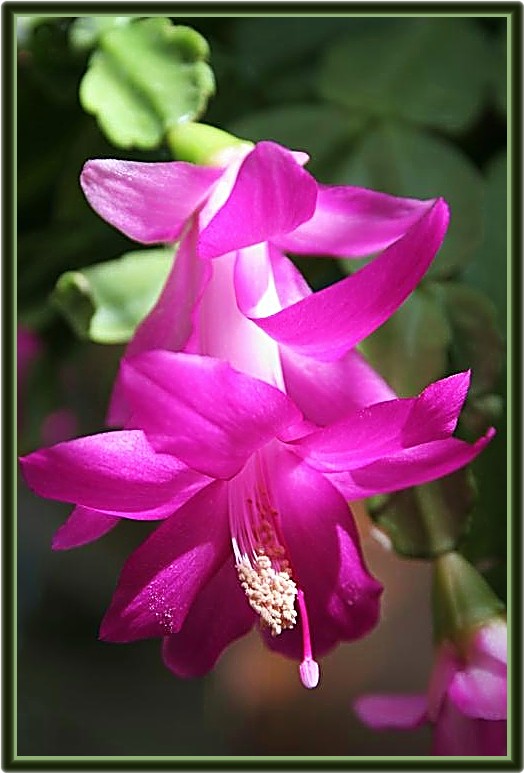 photo "Christmas Cactus" tags: nature, flowers
