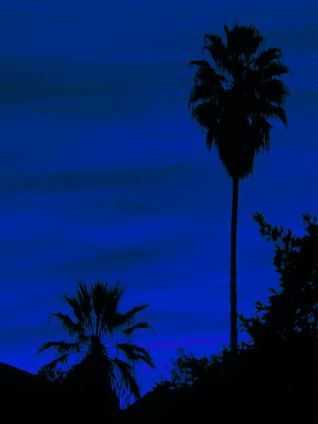 photo "Tropical Nocturne" tags: landscape, night