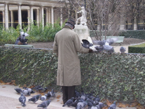 photo "Pigeons at the Palais Royal" tags: travel, Europe